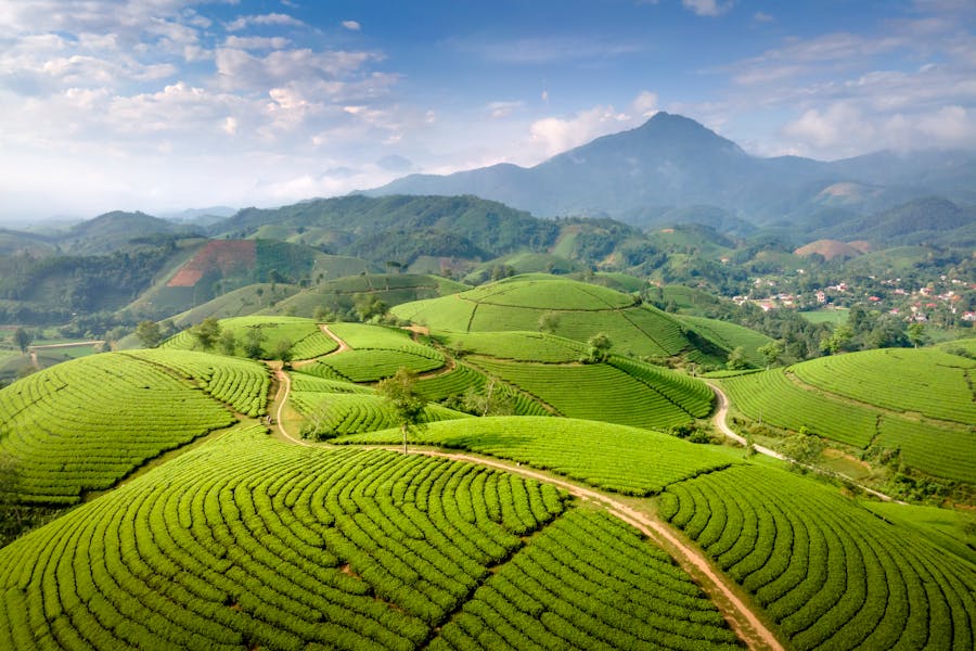 Panchagarh Tea Fields