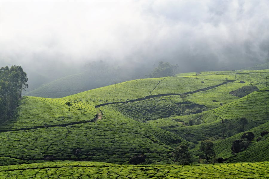 Tea Garden Pathway