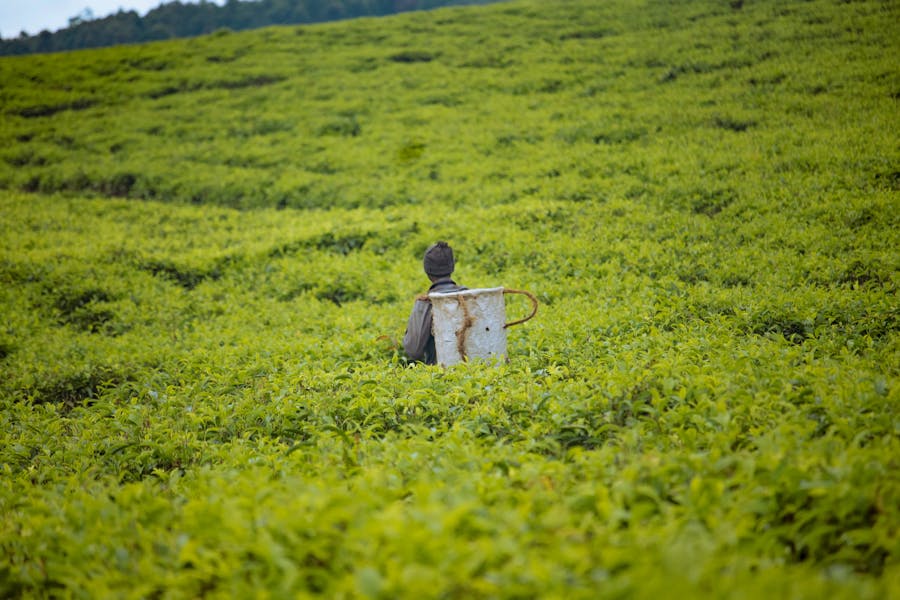 Tea Country Vista