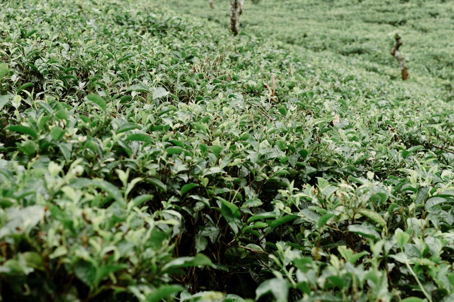 Tea Pluckers at Work