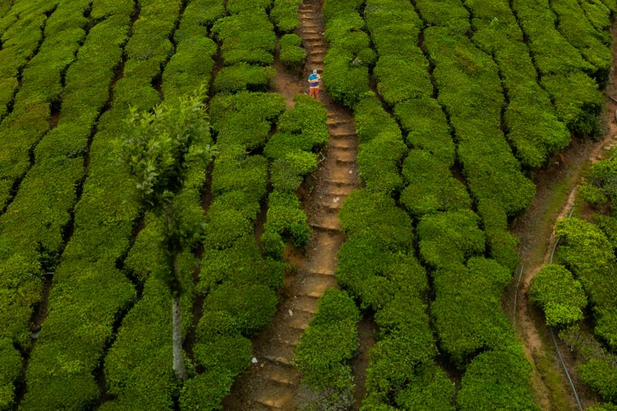 Lush Tea Plantation