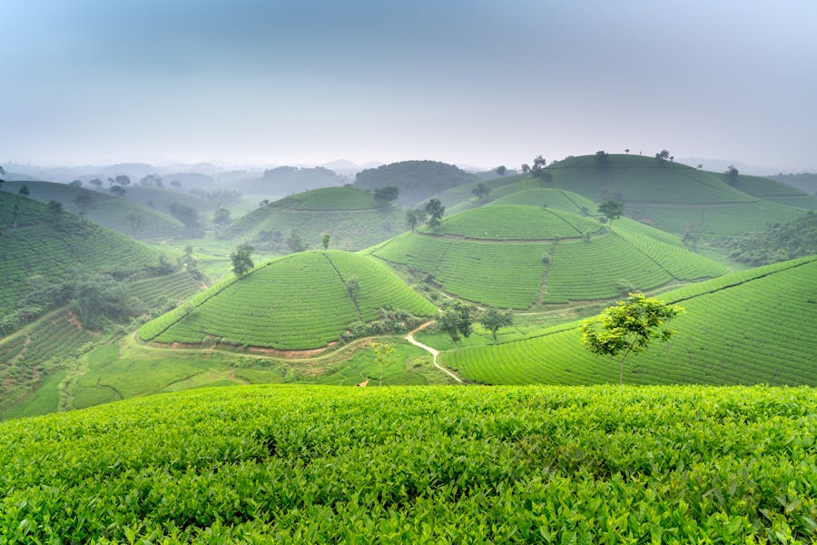 Tea Estate Landscape